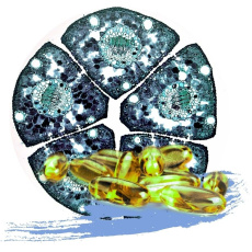 ALIVE DLA ZDROWIA I REGENERACJI