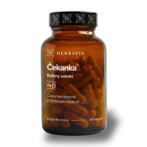Čekanka